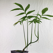 Load image into Gallery viewer, Monstera Subpinnata, Exact Plant Ships Nationwide
