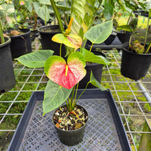 Load image into Gallery viewer, Anthurium Peppermint Splash, Shibori AFF, speckled , Exact Plant
