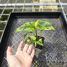 Load image into Gallery viewer, Monstera Adansonii Aurea, Exact Plant Variegated
