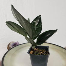 Load image into Gallery viewer, Scindapsus Treubii Dark Form 2.5&quot; starter pot, ships nationwide
