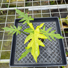 Load image into Gallery viewer, Philodendron Radiatum, Exact Plant Variegated Ships Nationwide

