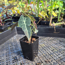 Load image into Gallery viewer, Alocasia polly pink variegated, Exact Plant Ships Nationwide.
