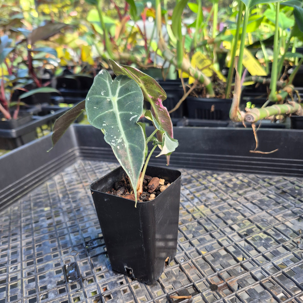 Alocasia polly pink variegated, Exact Plant Ships Nationwide.