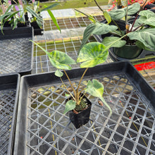 Load image into Gallery viewer, Alocasia Stingray, Exact Plant Ships Nationwide
