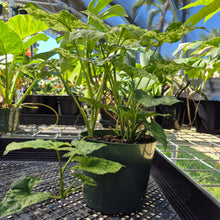 Load image into Gallery viewer, Syngonium Mojito, Exact Plant Variegated Ships Nationwide
