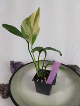 Load image into Gallery viewer, Monstera Lechleriana , Exact Plant Variegated Ships Nationwide
