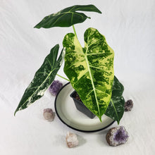 Load image into Gallery viewer, Alocasia Frydek, Exact Plant Variegated Ships Nationwide
