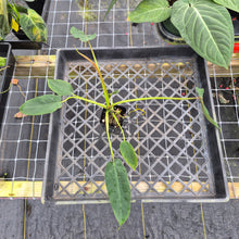 Load image into Gallery viewer, Philodendron Spiritus Sancti, Exact Plant Ships Nationwide
