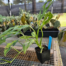 Load image into Gallery viewer, Monstera Adansonii Mint &quot;Indonesia&quot;, Exact Plant Variegated Ships Nationwide
