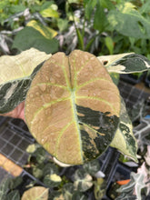 Load image into Gallery viewer, Alocasia Black Velvet Pink variegated 2.5" pot, Fedex 2day*
