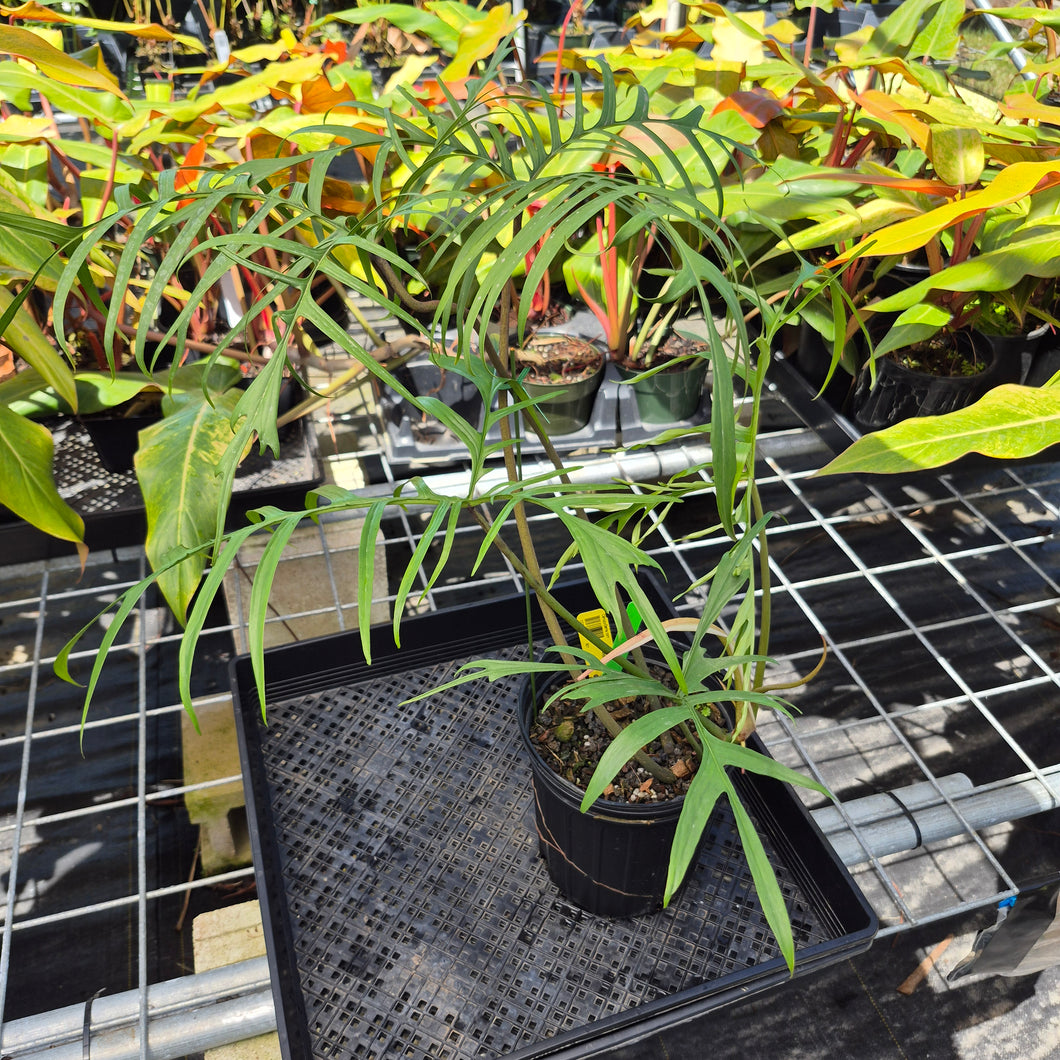 Philodendron Polypodoides, Exact Plant Ships Nationwide