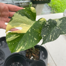 Load image into Gallery viewer, Monstera Deliciosa Creme Brulee variegated exact plant, Fedex 2day*
