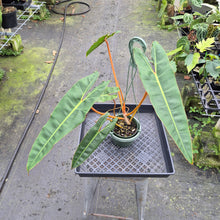 Load image into Gallery viewer, Philodendron Billietiae exact plant, Fedex 2day*
