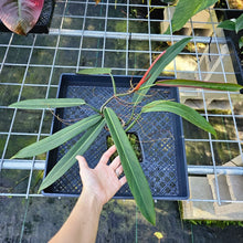 Load image into Gallery viewer, Philodendron Bicolor, Exact Plant
