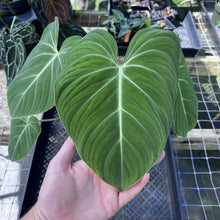 Load image into Gallery viewer, Philodendron Gloriosum, Pink Veined Back, Exact Plant Medium
