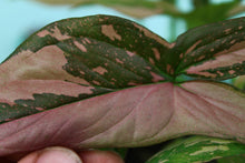 Load image into Gallery viewer, Variegated Syngonium Pink Splash double plant Exact Plant Ships nationwide

