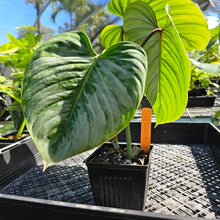 Load image into Gallery viewer, Philodendron Sodiroi True Form, Exact Plant Ships Nationwide
