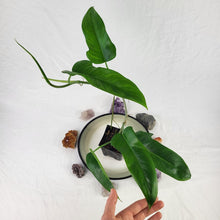 Load image into Gallery viewer, Philodendron Jerry Horne, Exact Plant Ships Nationwide
