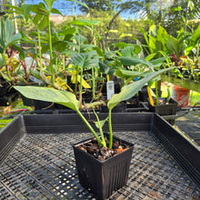 Load image into Gallery viewer, Philodendron Hastatum Silver Sword, Exact Plant Variegated Ships Nationwide
