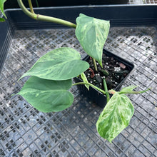 Load image into Gallery viewer, Philodendron Hederaceum, Heart Leaf, Exact Plant Variegated Ships Nationwide
