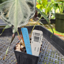 Load image into Gallery viewer, alocasia venom Exact Plant Ships Nationwide
