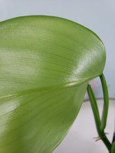 Load image into Gallery viewer, Microstictum, Exact plant, Philodendron

