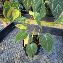 Load image into Gallery viewer, Philodendron Hederaceum Micans Aurea, Exact Plant Variegated Ships Nationwide
