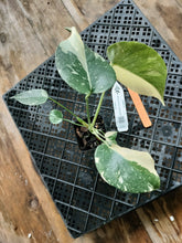Load image into Gallery viewer, Monstera Creme Brulee , Exact Plant Variegated Ships Nationwide
