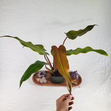 Load image into Gallery viewer, Philodendron Orange Marmalade, Autumn Queen 4&quot; pot, Fedex 2 day*
