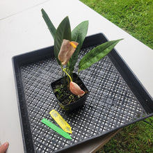 Load image into Gallery viewer, Anthurium Scherzerianum "Pig Tail", Exact Plant Ships Nationwide
