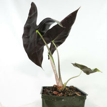 Load image into Gallery viewer, Alocasia Longiloba, Denudata 4" pot, Fedex 2day*
