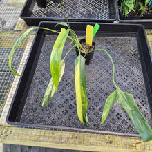Load image into Gallery viewer, Philodendron Holtonianum Variegated 2.5" pot, Fedex 2day*
