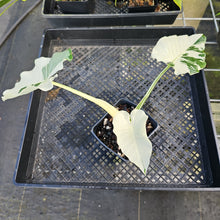 Load image into Gallery viewer, Alocasia Odora, Okinawa Silver, Exact Plant Variegated Ships Nationwide
