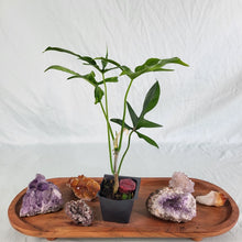 Load image into Gallery viewer, Philodendron Quercifolium x Pedatum 2.5&quot; Pot, Fedex 2 day*
