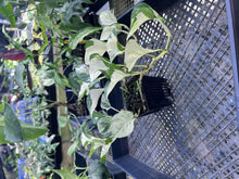 Load image into Gallery viewer, Pothos Manjula, Exact Plant variegated Ships Nationwide
