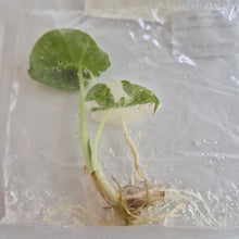 Load image into Gallery viewer, Alocasia Regal Shields Albo Variegated tissue culture Fedex 2day
