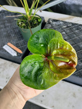 Load image into Gallery viewer, Anthurium Anuenue Obake bicolor, pink/ green, Exact Plant, ship nationalwide
