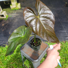 Load image into Gallery viewer, Anthurium Moodeanum, Exact Plant Ships Nationwide
