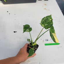 Load image into Gallery viewer, Monstera Deliciosa Creme Brulee, Exact Plant Variegated Ships Nationwide

