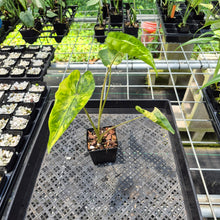 Load image into Gallery viewer, Alocasia Macrorrhiza Shock Treatment Variegated exact plant, Fedex 2day*

