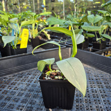Load image into Gallery viewer, Philodendron Hastatum Silver Sword, Exact Plant Variegated Ships Nationwide
