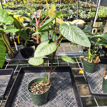 Load image into Gallery viewer, Philodendron Sodiroi True Form exact plant, Fedex 2day*
