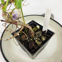 Load image into Gallery viewer, Philodendron White Princess, Exact Plant Variegated Ships Nationwide
