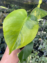 Load image into Gallery viewer, Monstera Deliciosa Aurea variegated 2.5" pot 2DayAir
