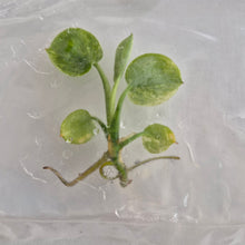 Load image into Gallery viewer, Scindapsus Pictus Variegated tissue culture Fedex 2day
