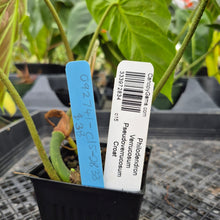 Load image into Gallery viewer, Philodendron Verrucosum Pseudoverrucosum Croat , Exact Plant Ships Nationwide
