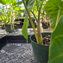 Load image into Gallery viewer, Philodendron Verrucosum Pseudoverrucosum Croat , Exact Plant Ships Nationwide
