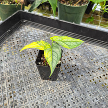 Load image into Gallery viewer, Monstera Siltepecana, Exact Plant Variegated Ships Nationwide
