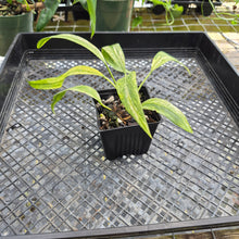Load image into Gallery viewer, Anthurium Vittarifolium , Exact Plant Variegated Ships Nationwide
