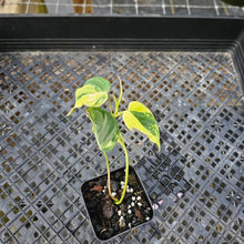 Load image into Gallery viewer, Philodendron Hederaceum Micans Aurea, Exact Plant Variegated Ships Nationwide
